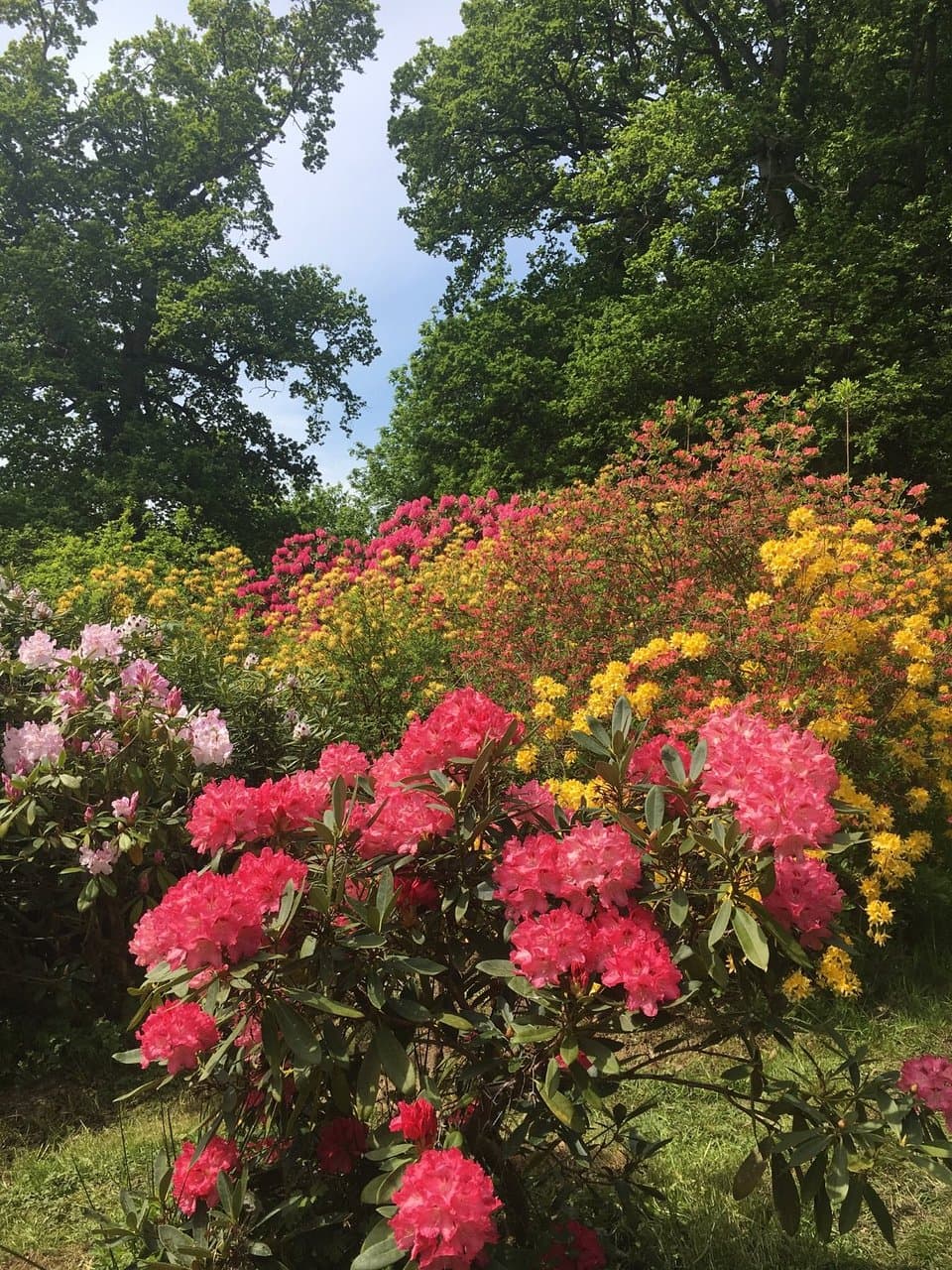 Rhododendrons and Azaleas in bloom