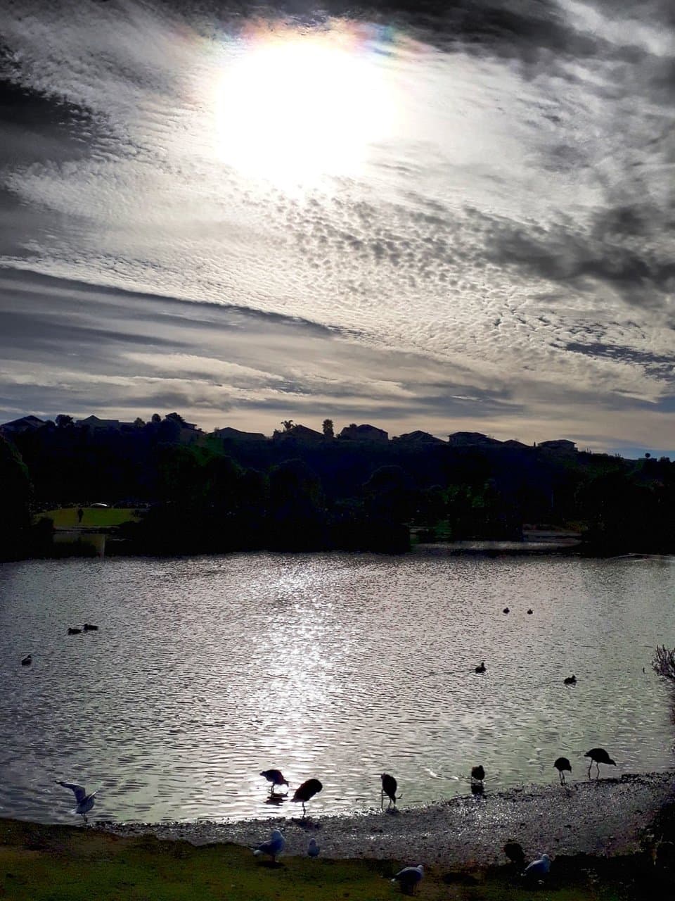 Carmichael Road Reserve