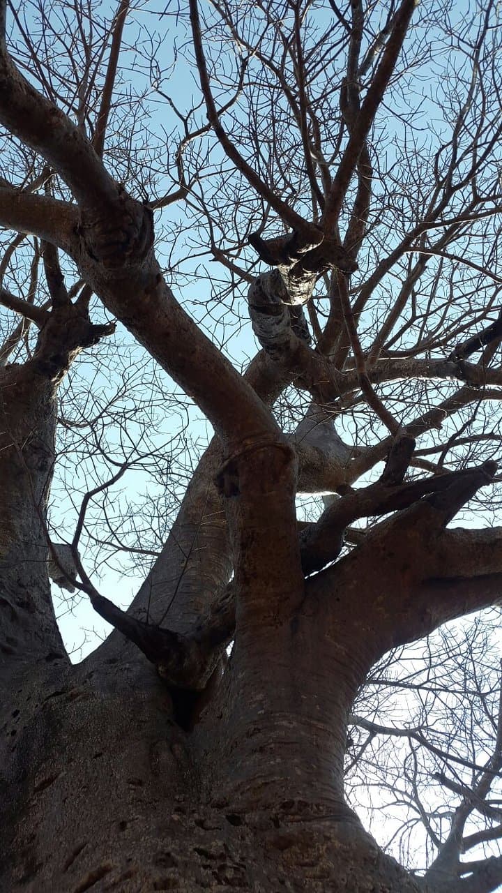 Gisnt Baobab more than 2000 Years old and still growing
