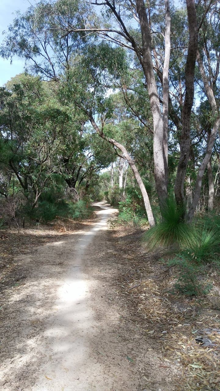 A beautiful peaceful walk through the bush