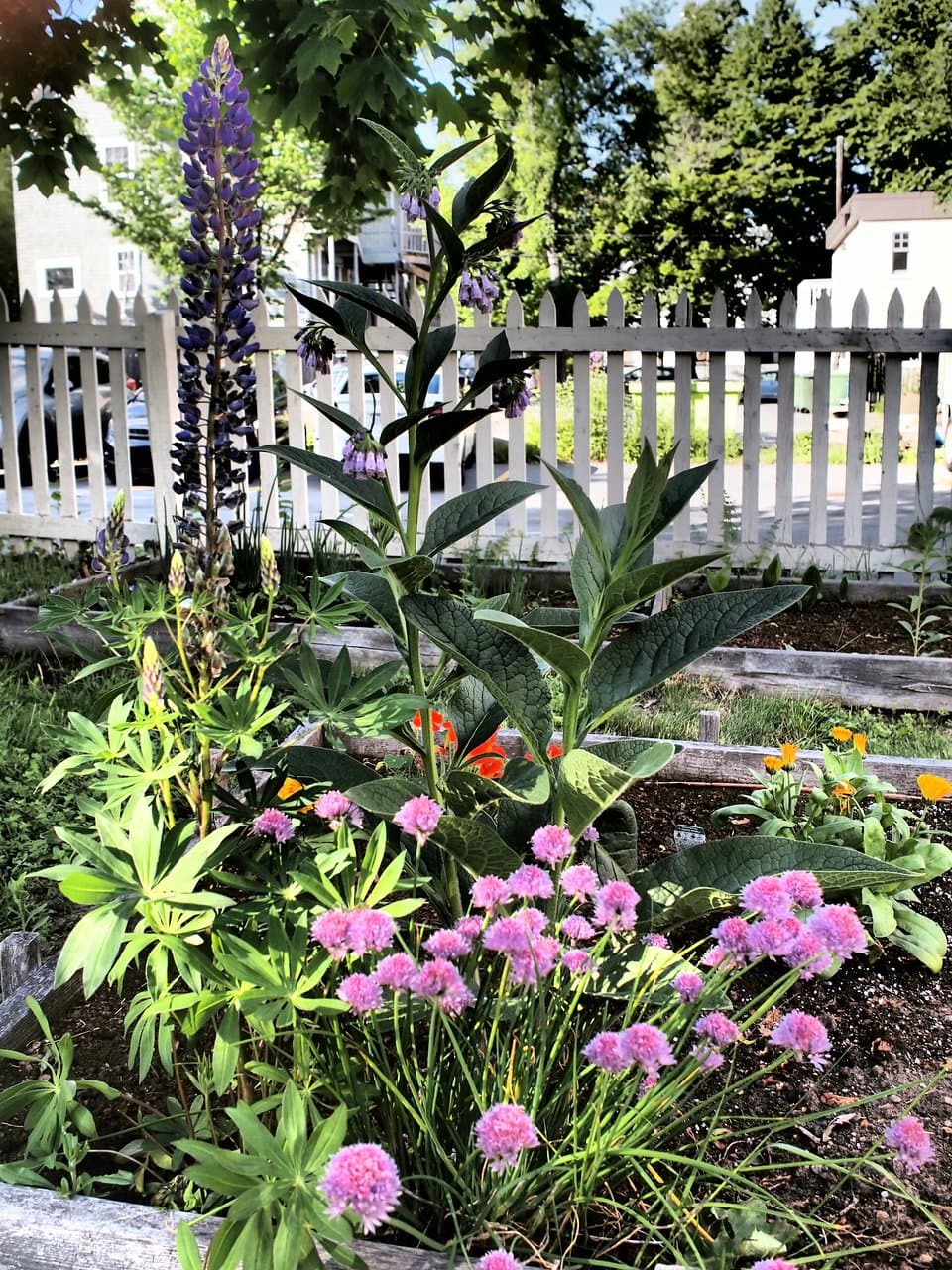 Garden at Quaker House
