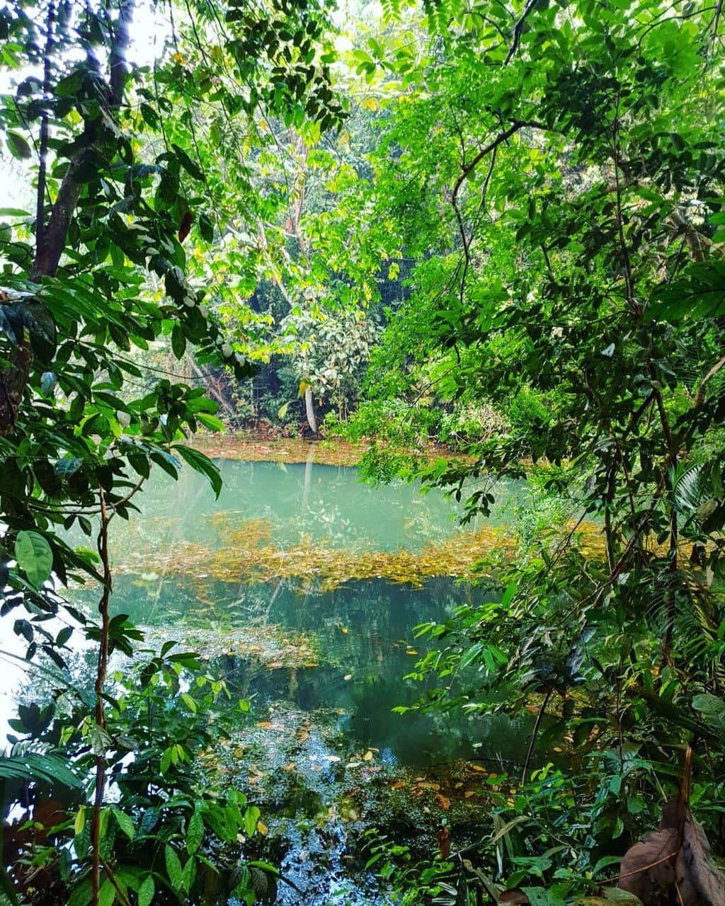 Kota Damansara Community Forest Reserve