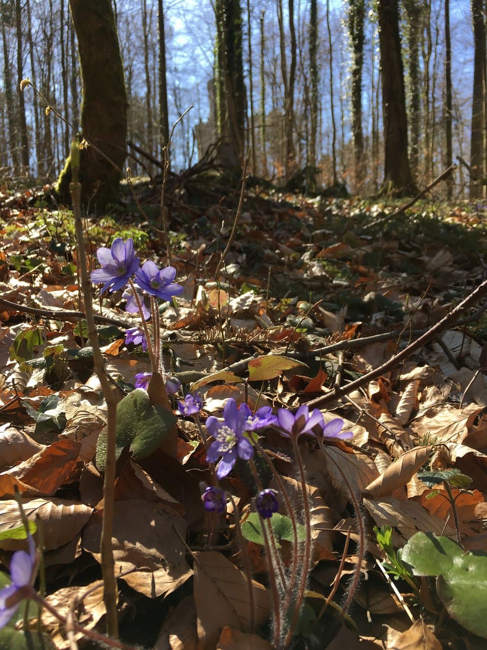 Bismarck Tower Göttingen