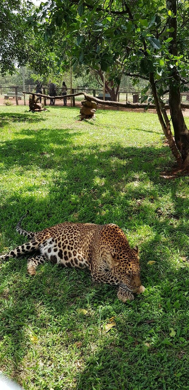 Nairobi Animal Orphanage