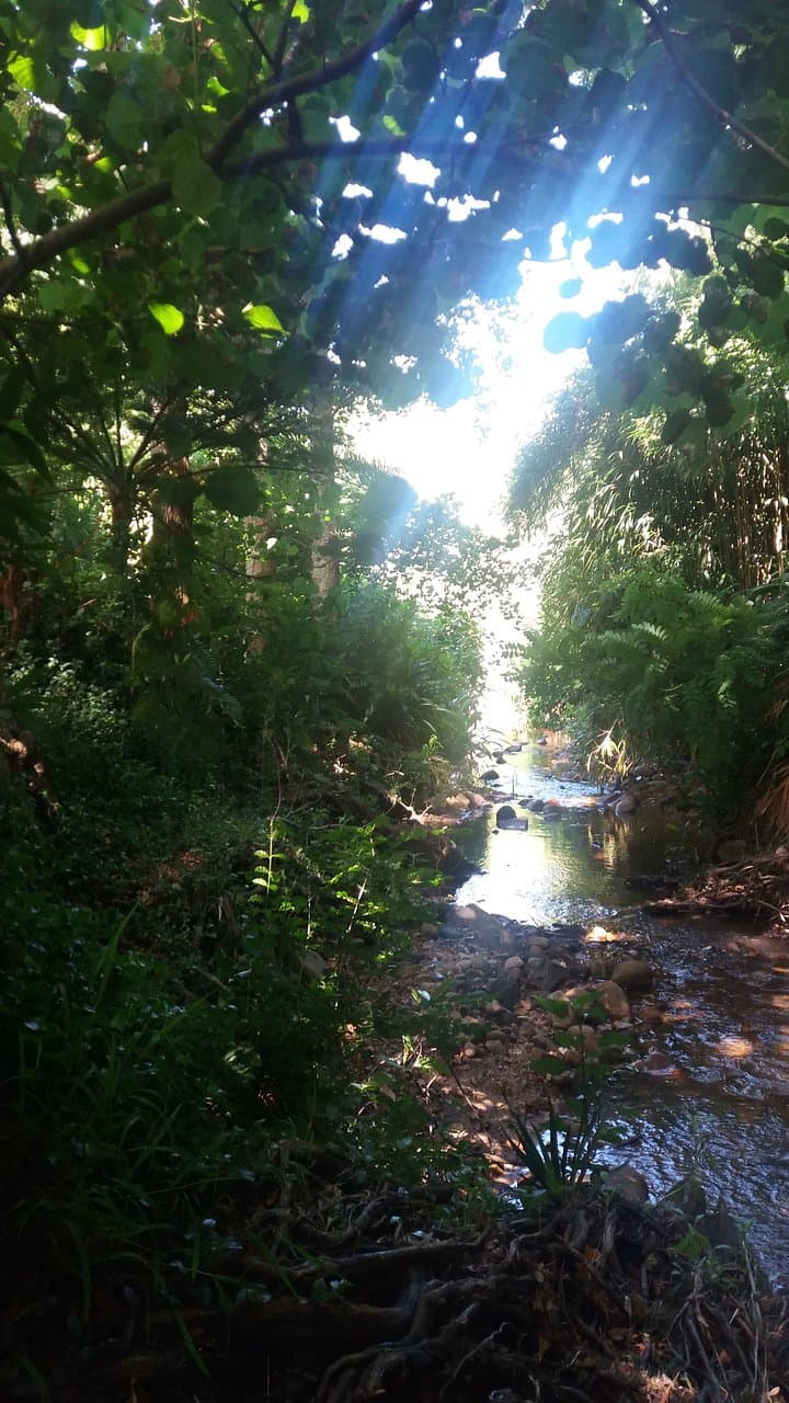 Paradise found