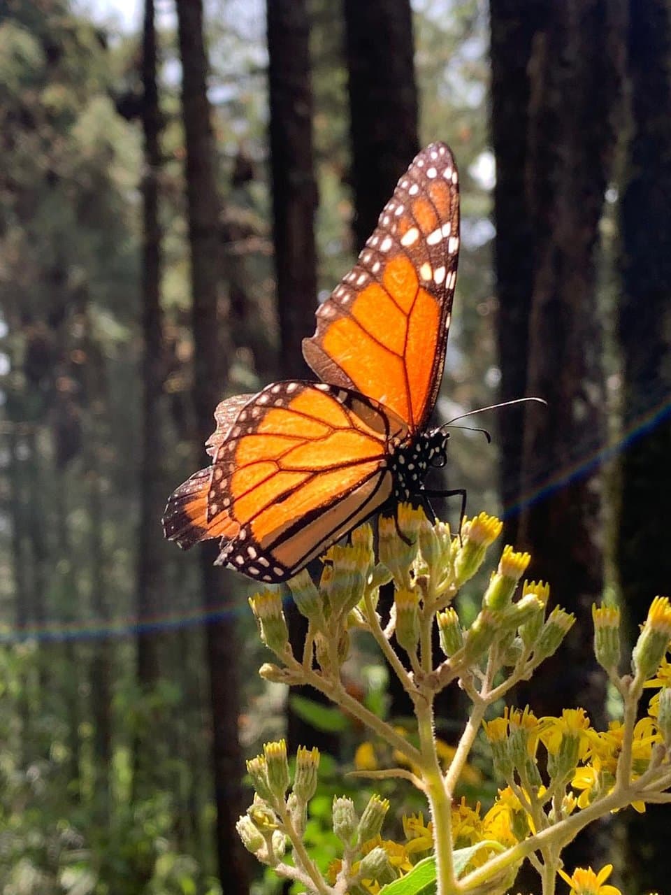 Piedra Herrada Monarch Sanctuary