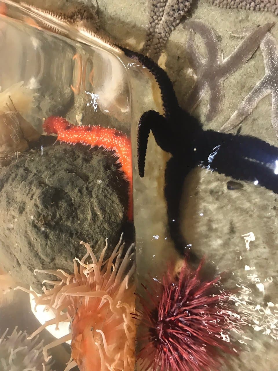 Charleston Marine Life Center