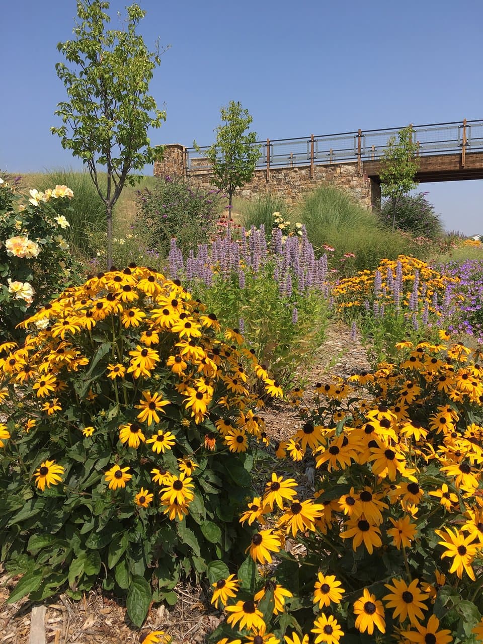 Beautiful Black eyed susans