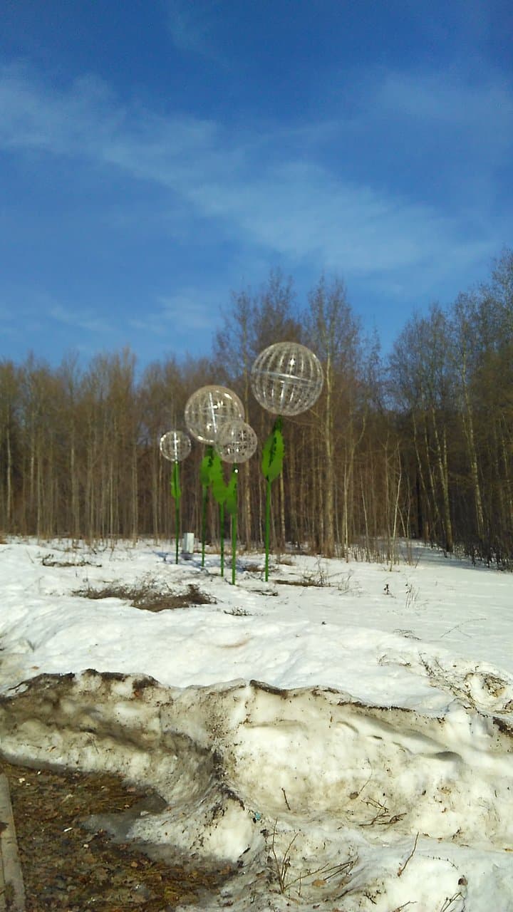 Одуванчики