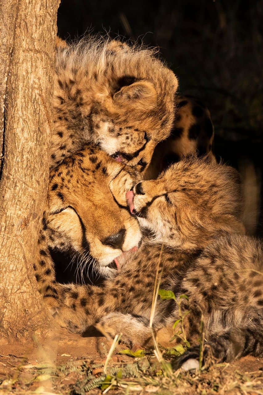 Cheetah Love!!