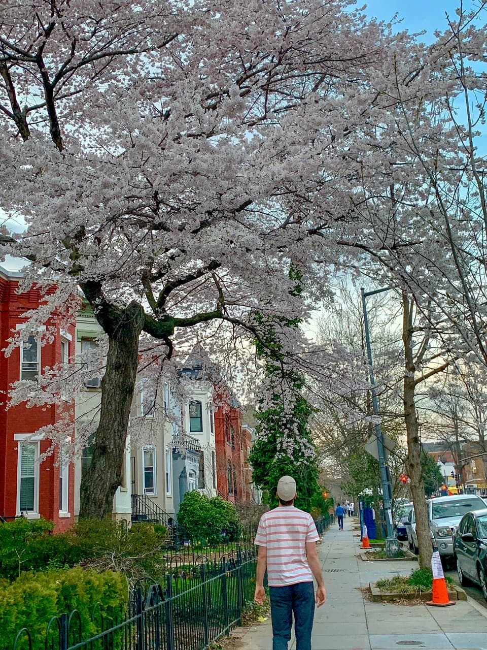 Walking under cherry blossoms in Shaw.