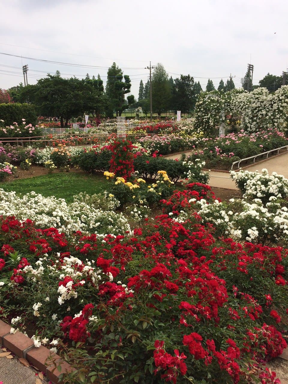 Hananoi Park Rose Garden