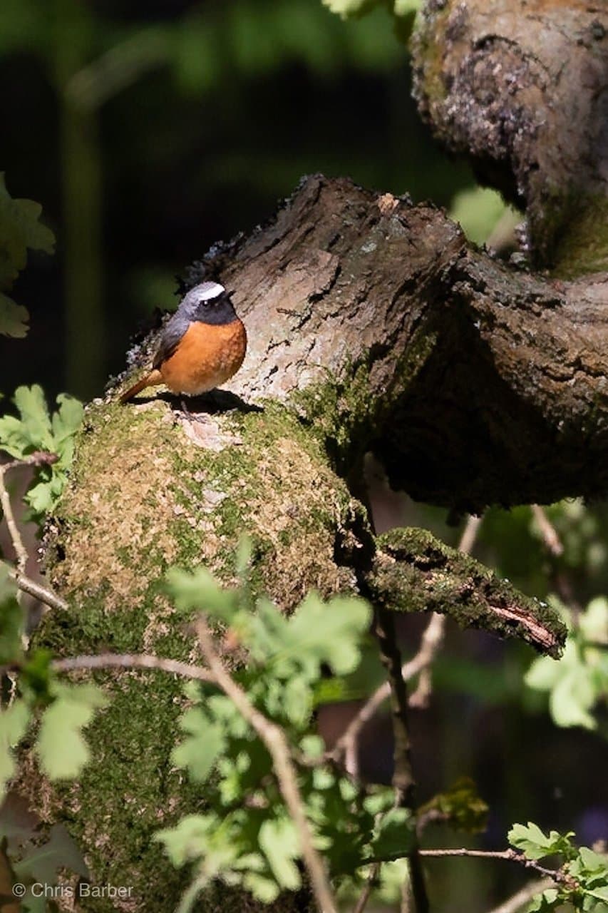 Nagshead RSPB Reserve
