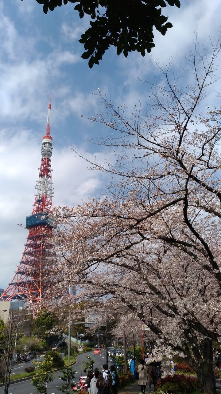 東京タワーとさくら