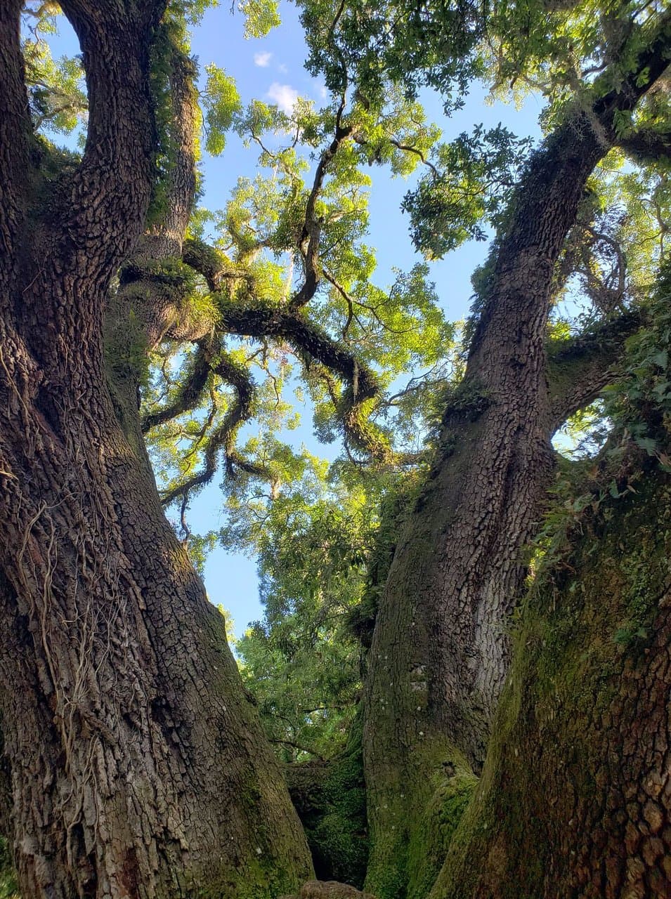 Lichgate Oak Tree