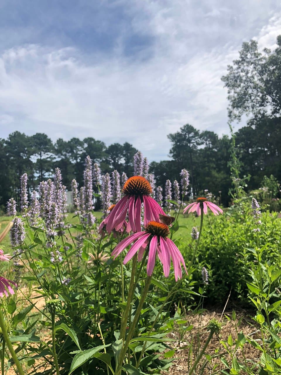American Rose Center