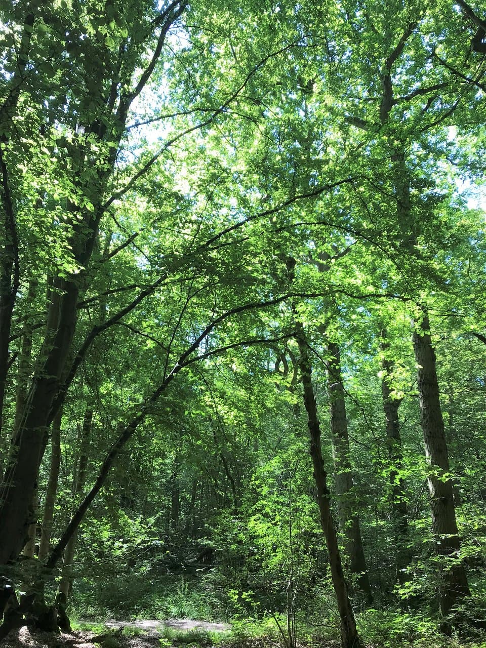 A view of the path in summer