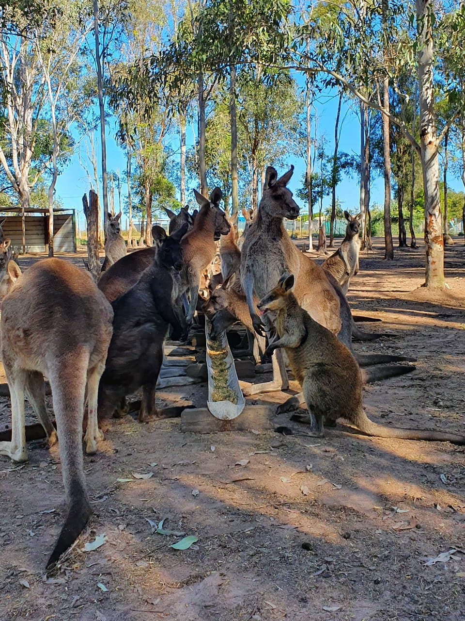 Fraser Coast Wildlife Sanctuary