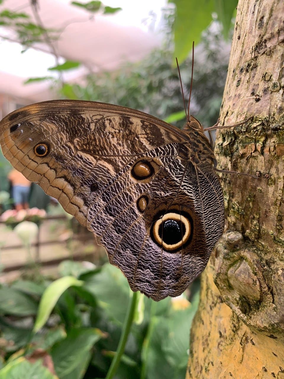 Butterfly Arc Casa delle Farfalle