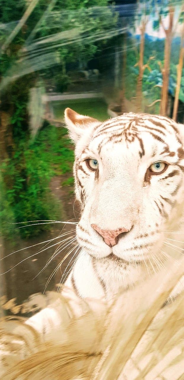 San Martín Zoo