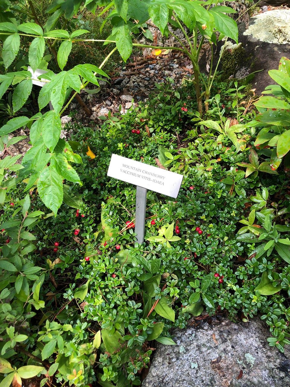 Wild Gardens of Acadia National Park