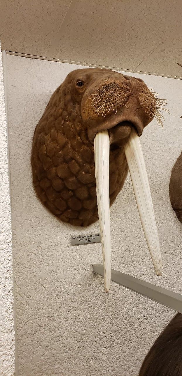 Werner Wildlife Museum