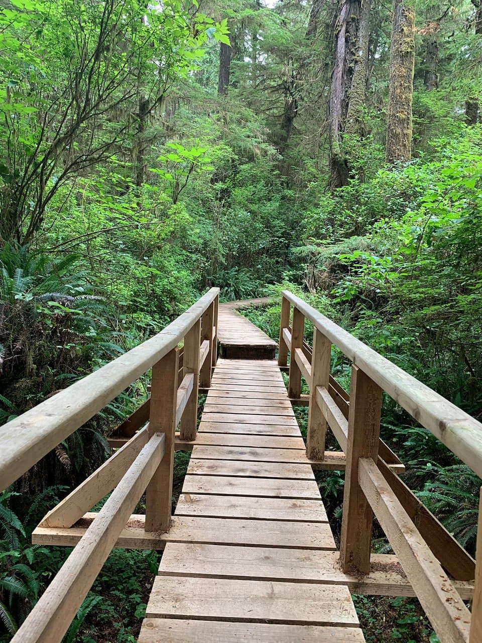 Rainforest Trail Pacific Rim National Park Reserve