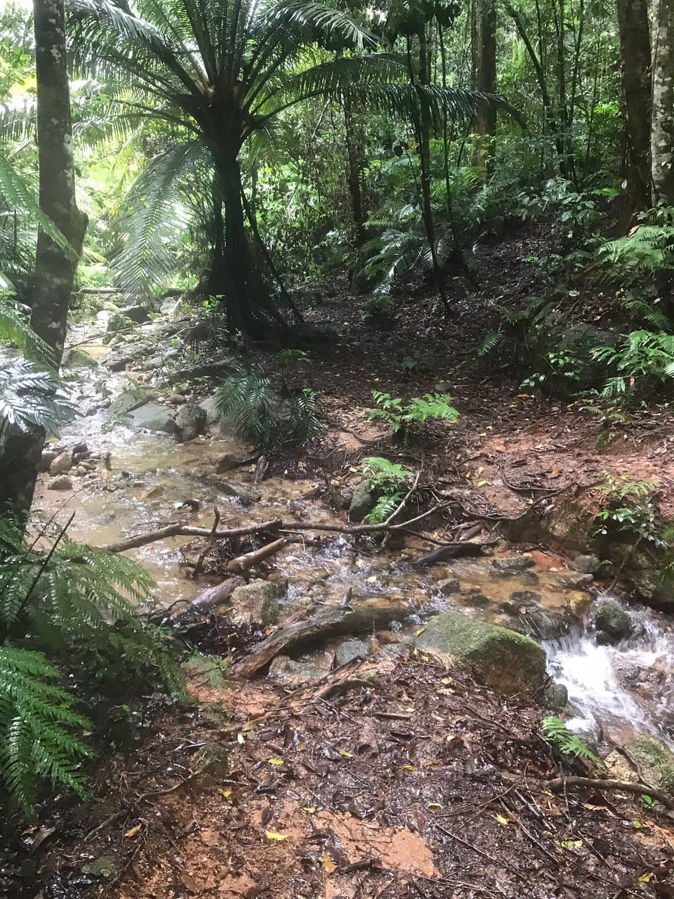Kahlpahlim Rock Lambs Head
