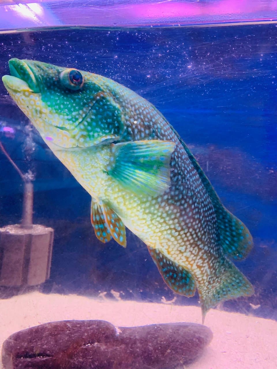 Lyme Regis Marine Aquarium