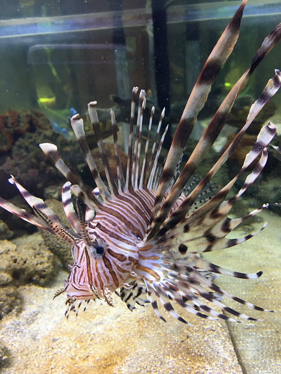Canberra Reptile Zoo