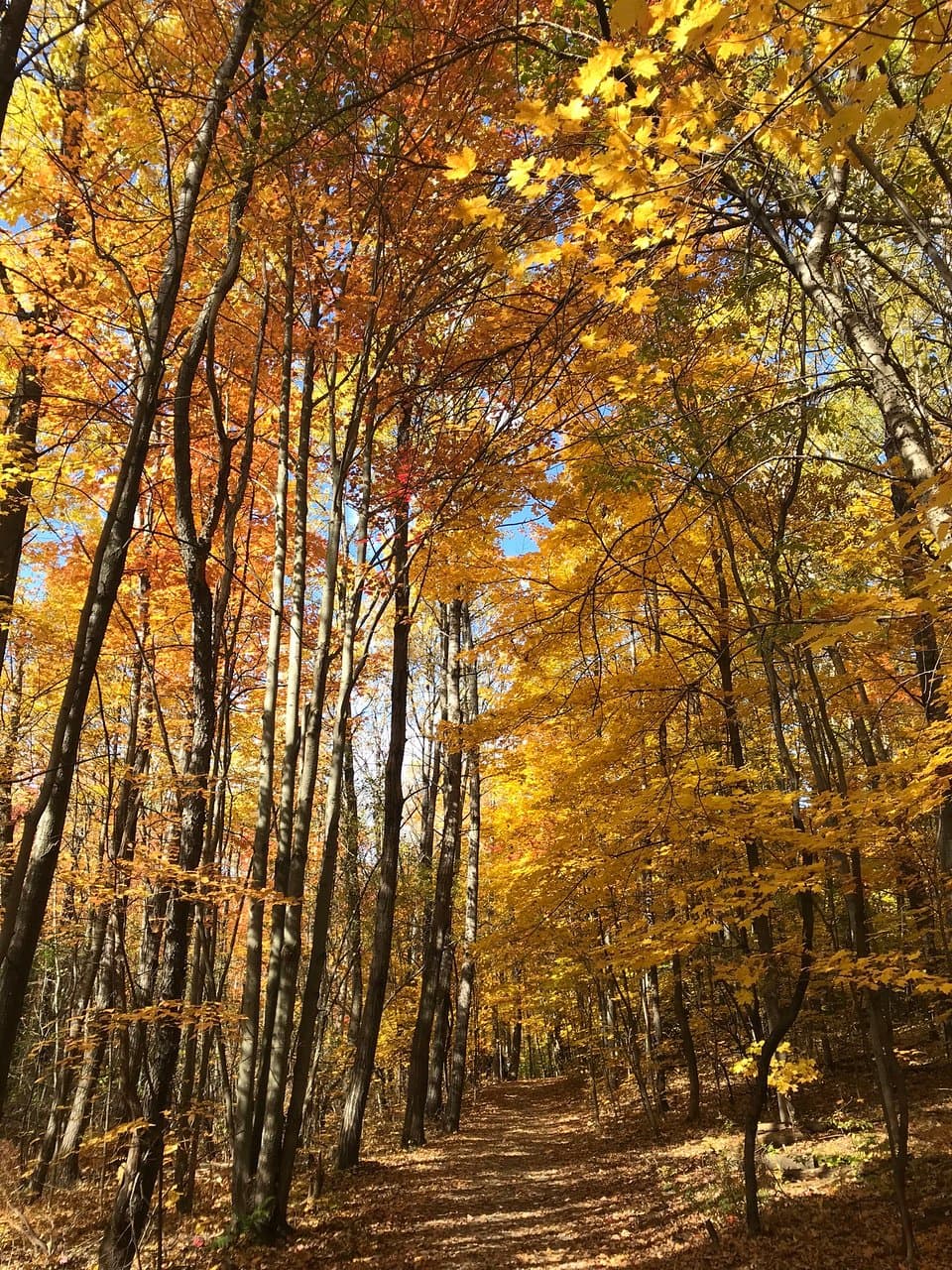 Ahhhh l’automne 🍁🍂💛