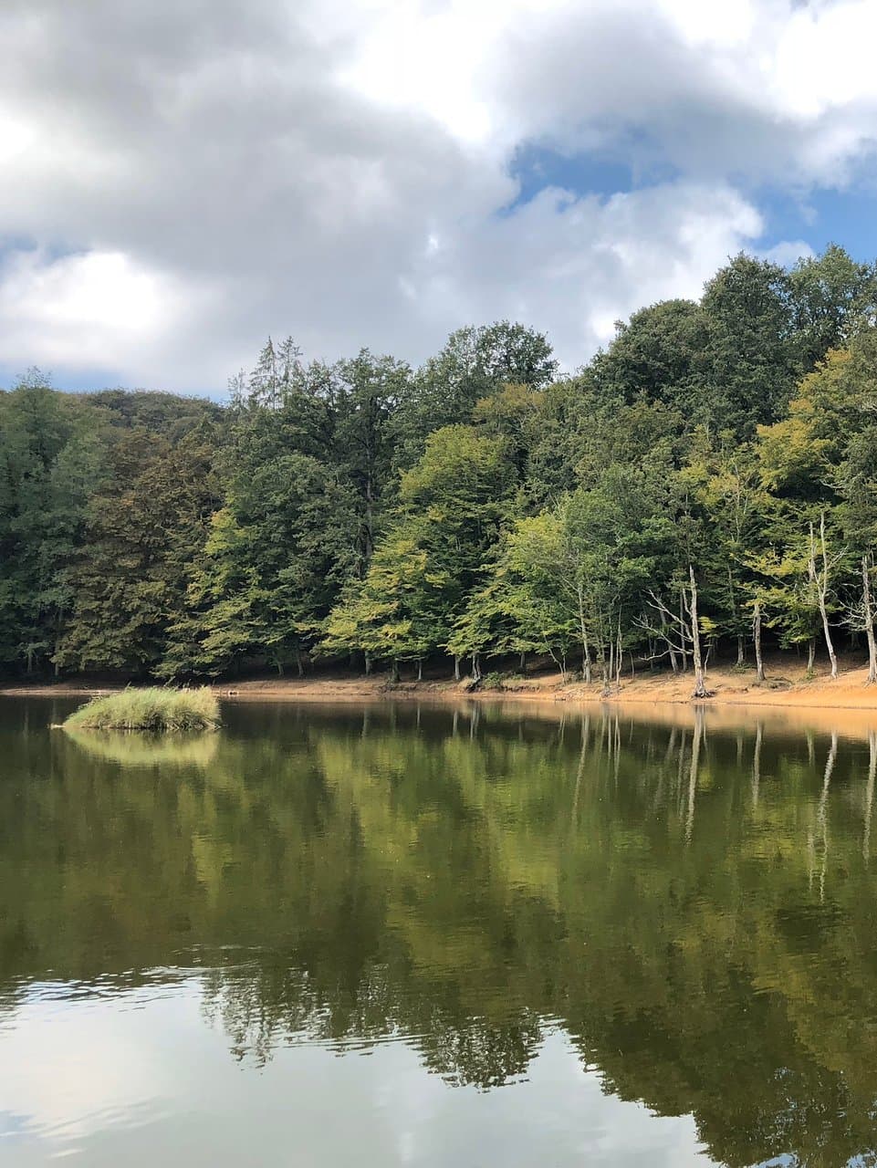 La Foresta Umbra, nel parco nazionale del Gargano (Puglia). Chiamata così per il fatto che risulta “ombrosa”. C’è anche un’area in cui ci sono dei caprioli (se non ricordo male) ma quel giorno ce ne era solo uno e ha deciso di non girarsi :(