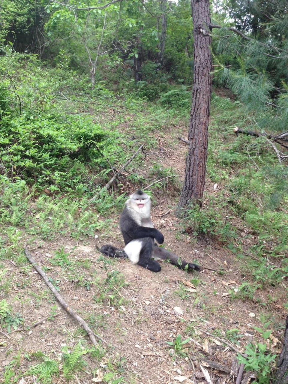 Tacheng,Golden snub Monkey National park