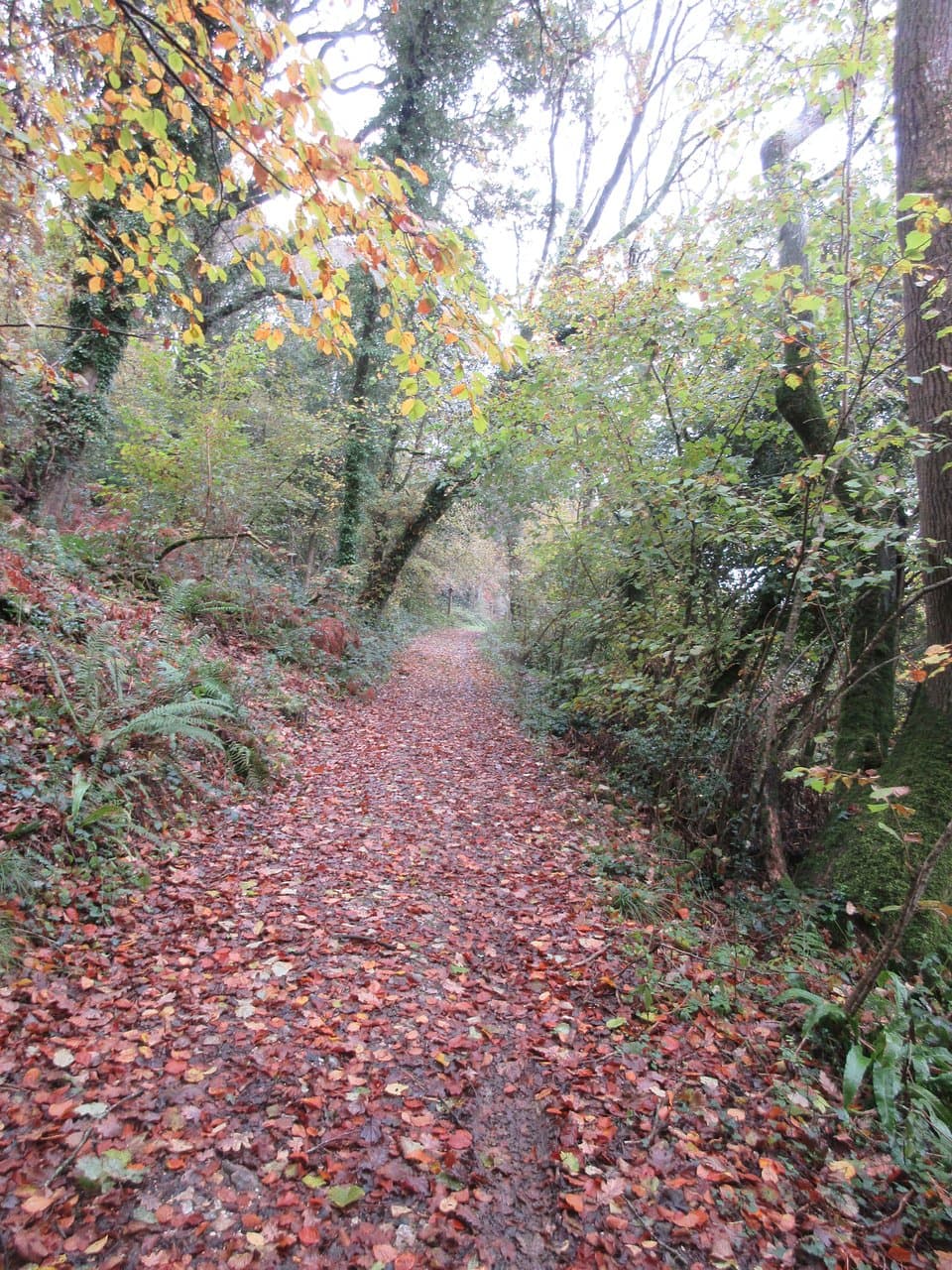 A carpet on the leaves on the track.