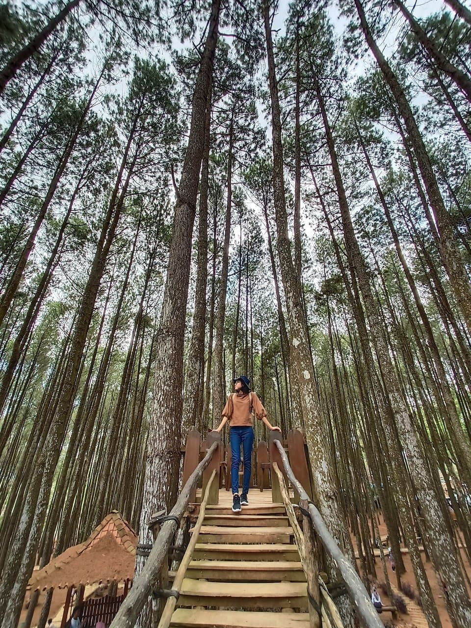 Pine trees, good view, cool weather