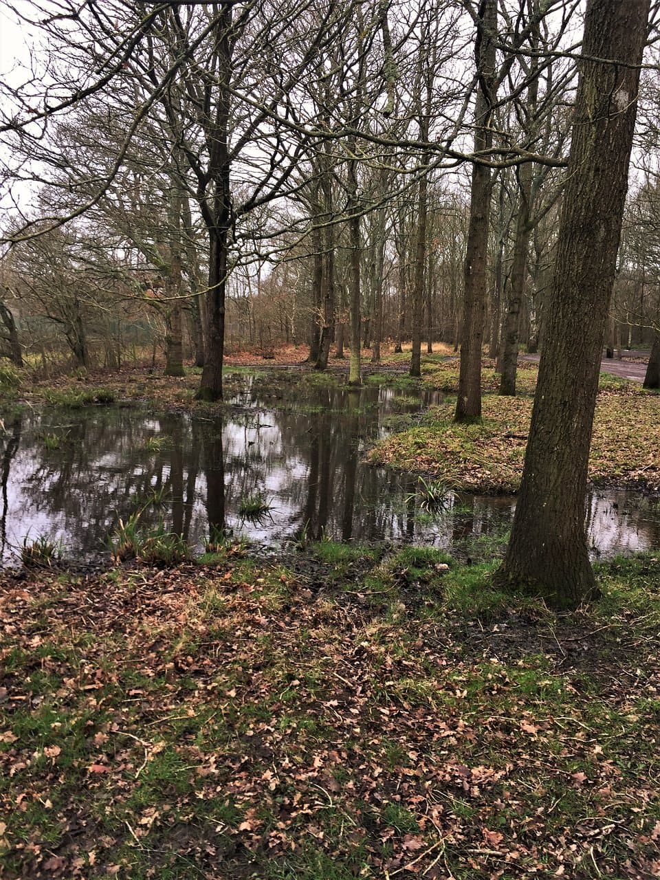 5. Orlestone Forest Nature Reserve, Warehorne, Kent