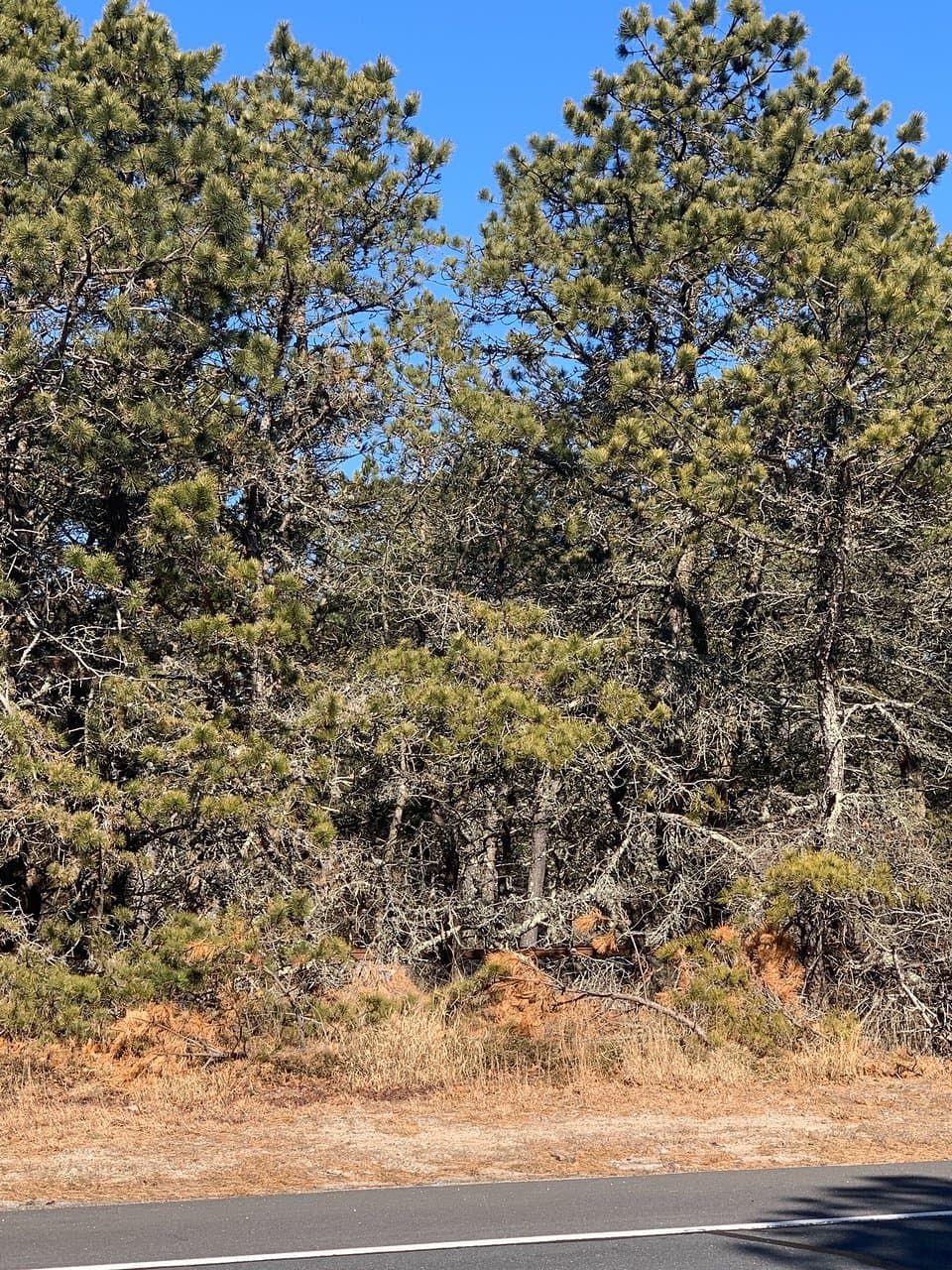 For trees - railway in background
