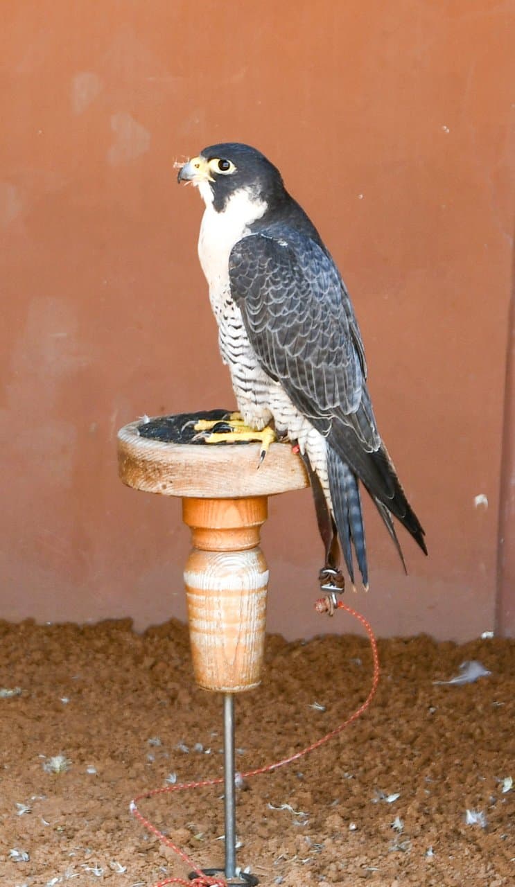 Peregrine Falcon