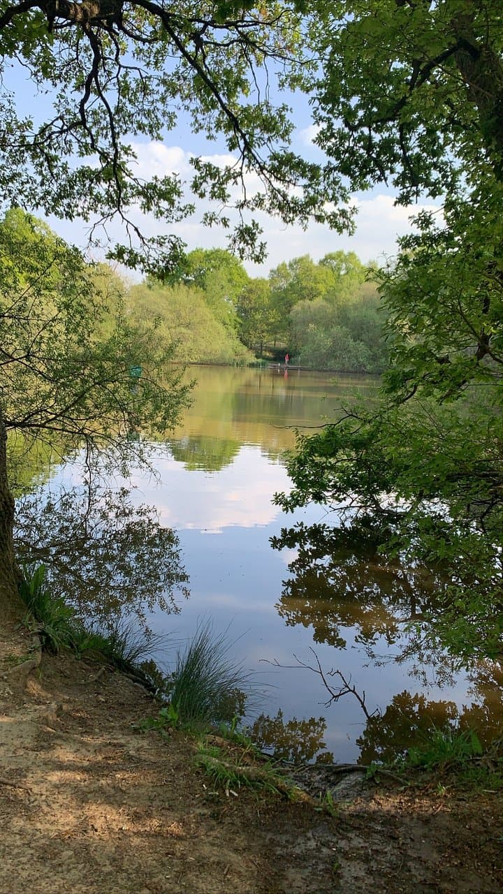 Epsom Common Local Nature Reserve