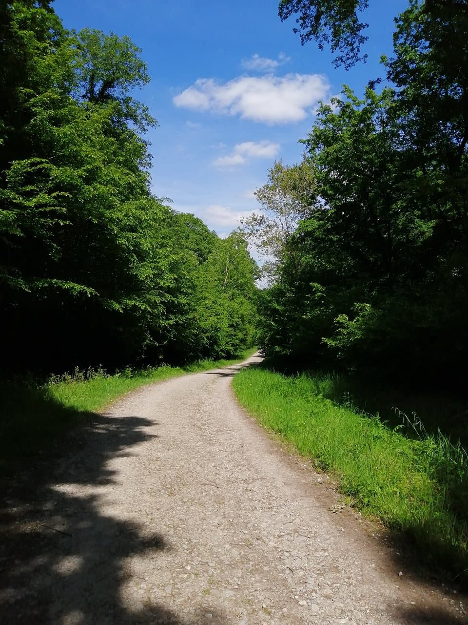sentier de la forêt