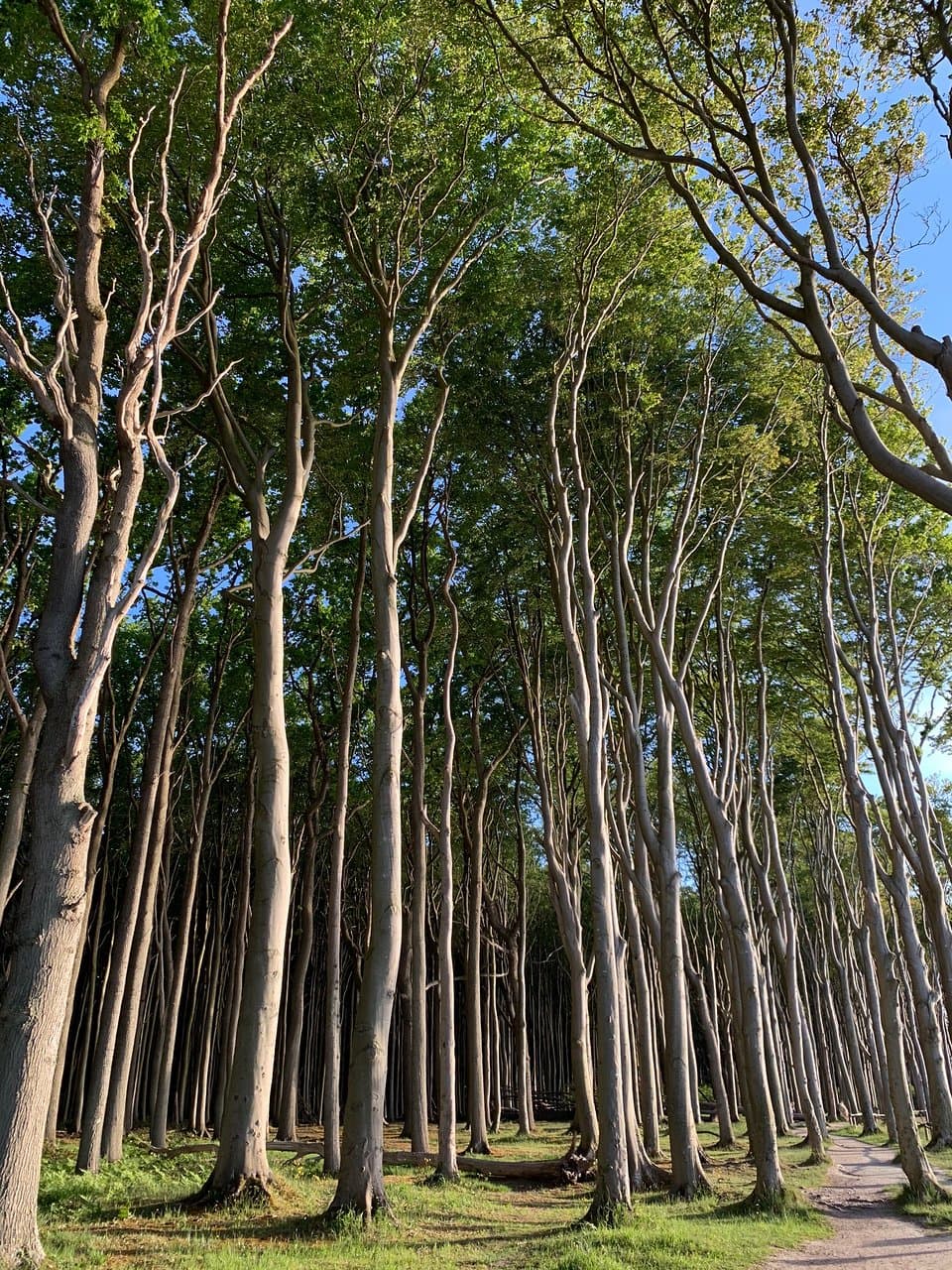 Nienhagen Ghost Forest