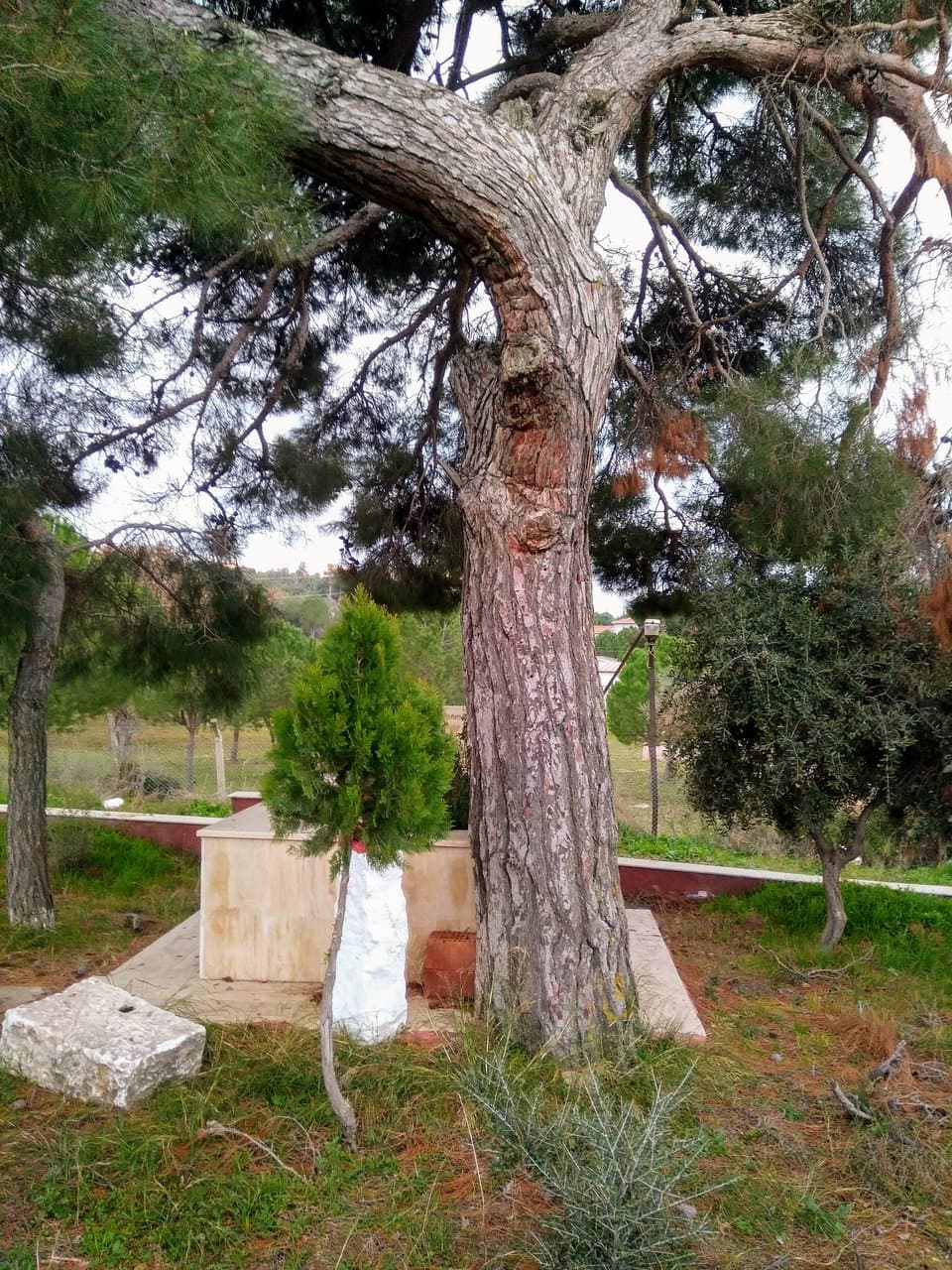 Soğan Dede Türbesi 10