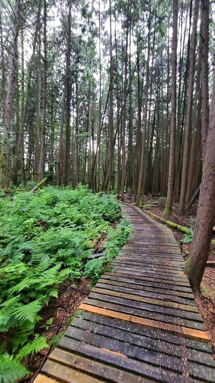 Burns Bog Boardwalk Delta Nature Reserve