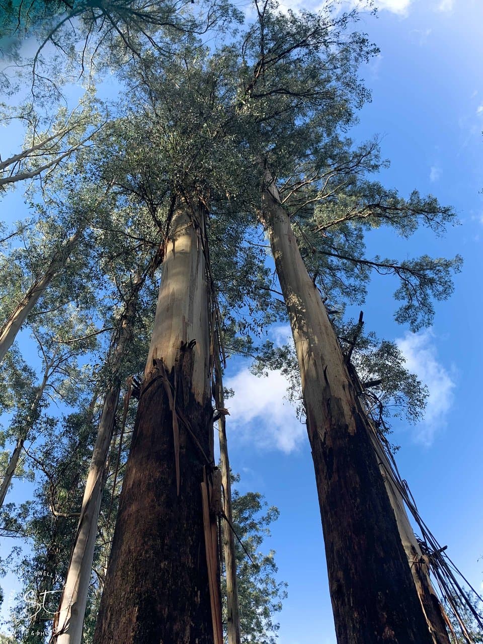 the expansive first and tall trees