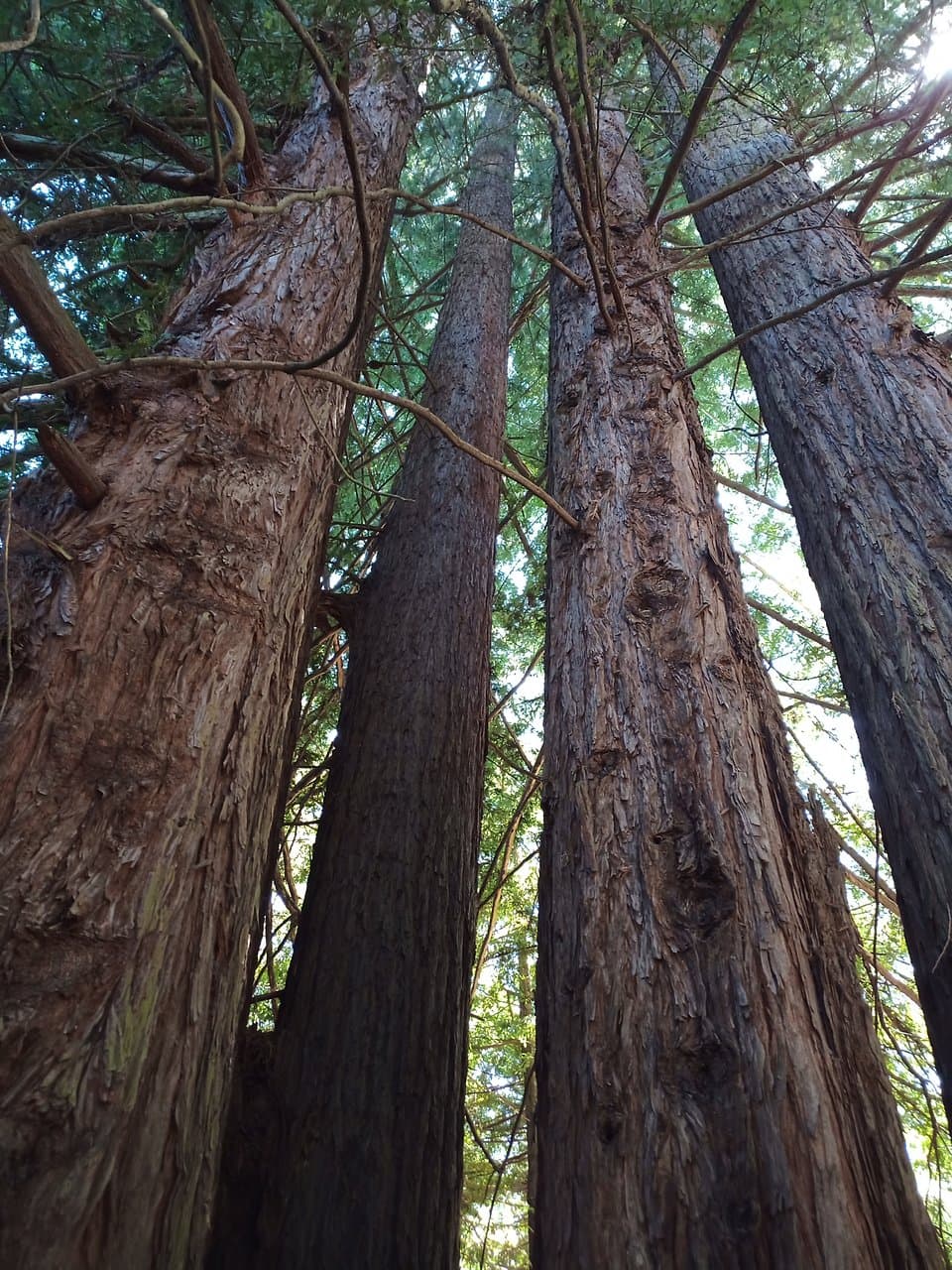 Mount Madonna County Park