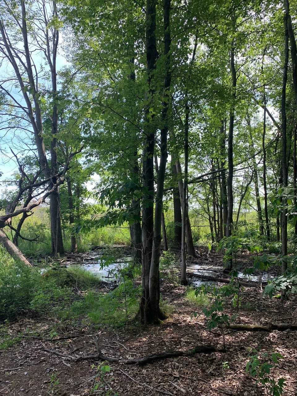 Bishop's Bog Preserve