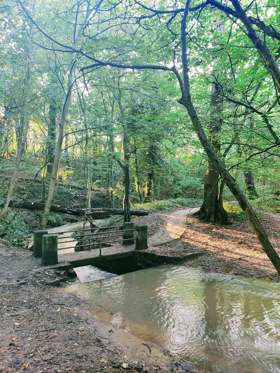 We enjoyed exploring the many woodland trails, following the stream through the trees. 