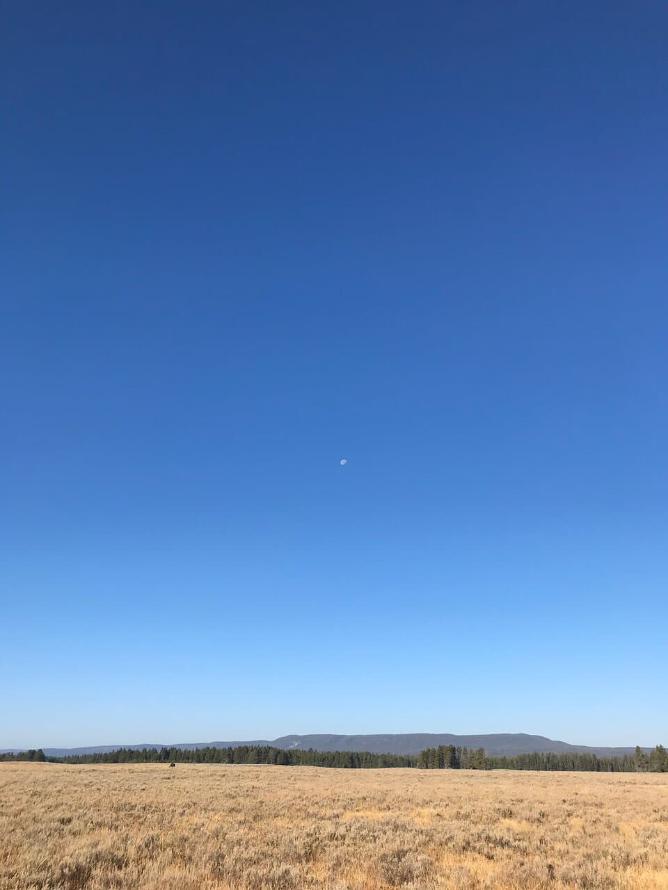 Moon over the pasture