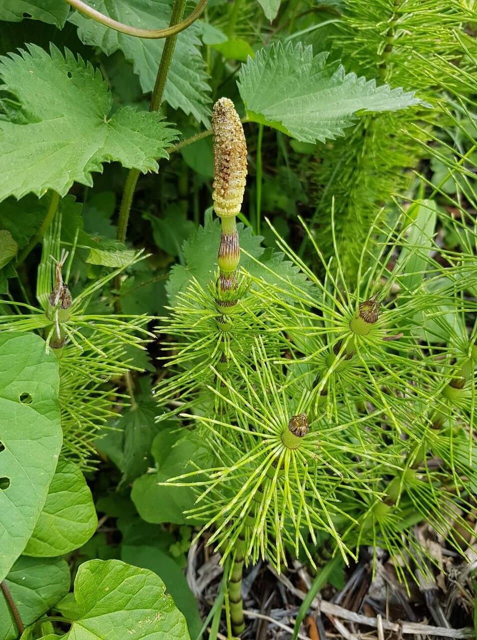 The industrial heritage, fauna and flora of Addiscombe Railway Park