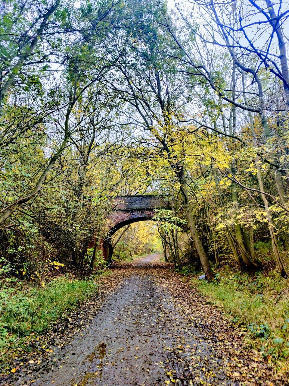 lovely Autumnal walk through the woods